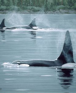 Orcas