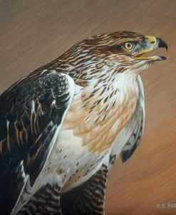 Ferruginous Hawk