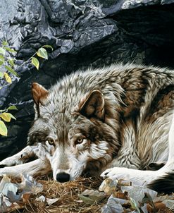 Resting Spot – Wolf