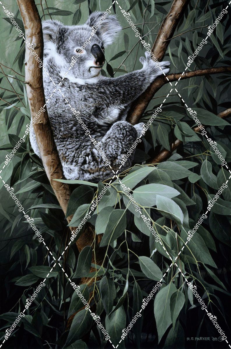 Eucalyptus Climber