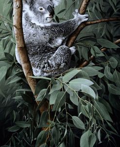 Eucalyptus Climber