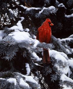 Cardinal In Blue Spruce