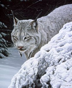 Behind The Hemlock – Lynx