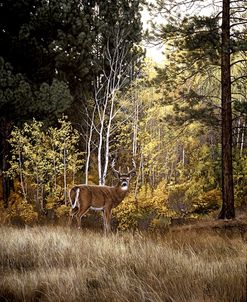 Autumn Aspen – White Tailed Deer