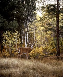 Autumn Aspen – White Tailed Deer