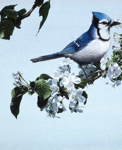 Apple Blossoms And Bluejay