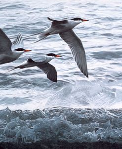 Above The Waves – Common Terns