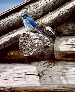 Weathered Wood