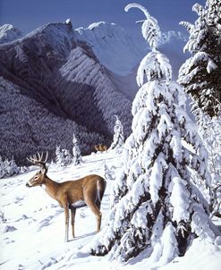 Whitetail Deer