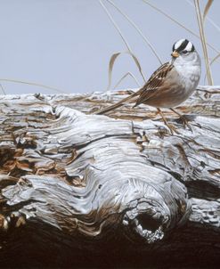 White Crowned Sparrow