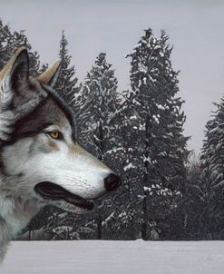 Wolf Portrait