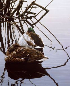 Still Water – Mallards