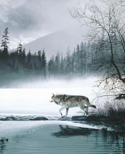 Spring Mist – Gray Wolf