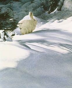 Snow Shoe Hare