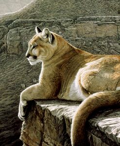 Rimrock – Cougar