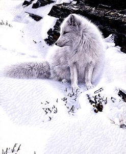 Blue Shadows – Arctic Fox