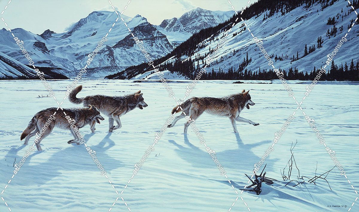On The Run – Wolf Pack