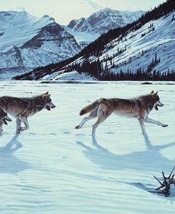 On The Run – Wolf Pack