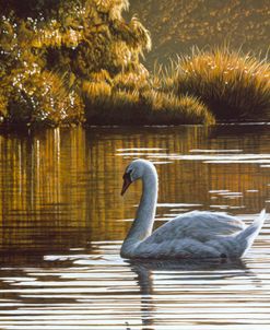 Morning On The Lagoon – Mute Swan