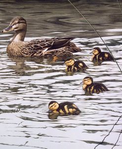 Mallard Family