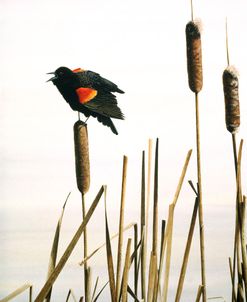 Early Arrival- Red- Winged Blackbird