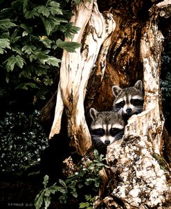 Raccoon Pair