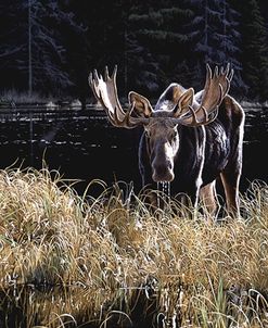 Autumn Foraging – Moose