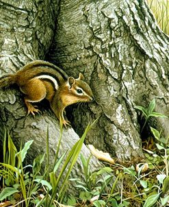 Chipmunk – Wary Glance