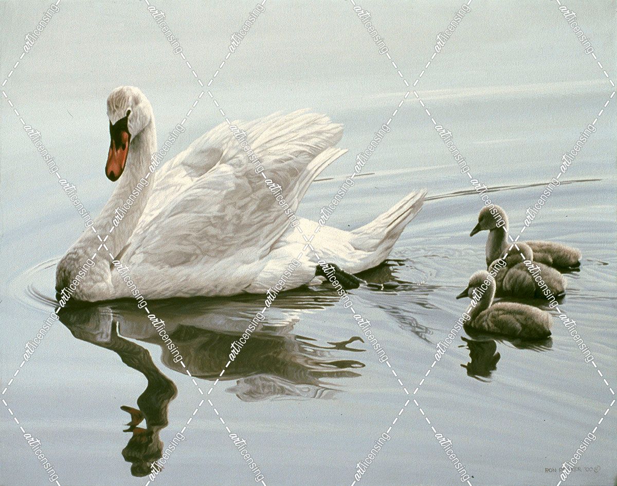 Mute Swan And Three Cygnets
