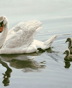 Mute Swan And Three Cygnets