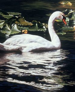 Mute Swan And Lily Pads