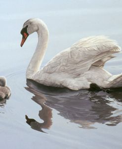 Mute Swan And Two Cygnets