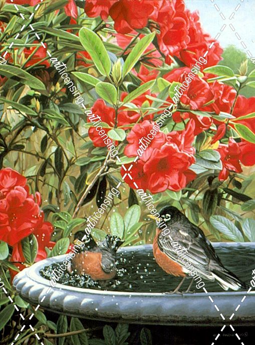 Robins In A Birdbath