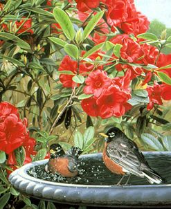 Robins In A Birdbath