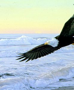 Ocean Dawn- Eagle