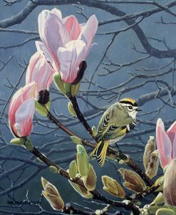 Kinglet And Magnolia