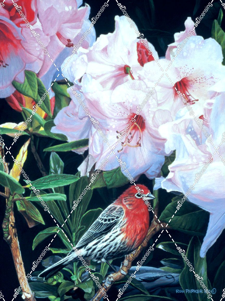 Housefinch And Rhododendron