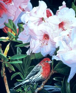 Housefinch And Rhododendron