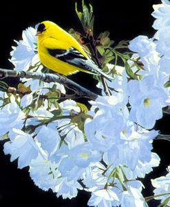 Goldfinch And Blossoms