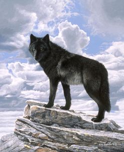 Black Wolf On Skyline