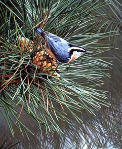 Nuthatch On Pine Cone