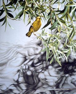 Yellow Warbler In Willow