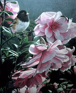 Junco And Camelia