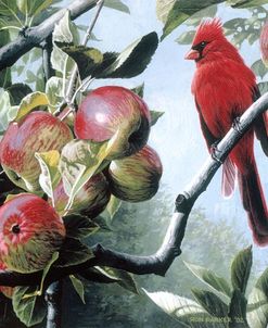 Cardinal And Apples