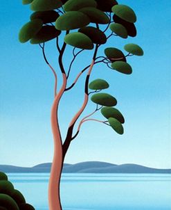 Island Arbutus