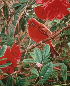 Summer Tanager