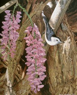 Wysteria