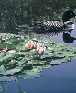 Loon And Lilies