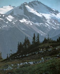 The Coast Range