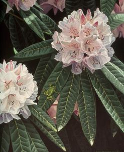 Rhododendron